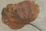 Two Fossil Leaves (Zizyphoides & Zizyphus) - Montana #213267-2